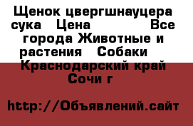 Щенок цвергшнауцера сука › Цена ­ 25 000 - Все города Животные и растения » Собаки   . Краснодарский край,Сочи г.